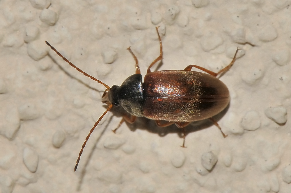 Anaspis flavipennis?  No. Isomira sp. (Tenebrionidae)